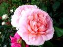 Francis Blaise ® rose photo