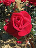 Grande Classe® rose photo