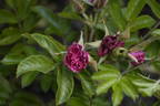 Grootendorst Supreme rose photo