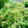 Grootendorst Supreme rose photo