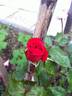 Flappy rose photo