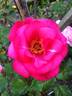 Flappy rose photo