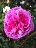 Indeed rose photo