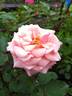 Just fit rose photo