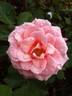 Just fit rose photo