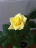 Creamy treasure rose photo