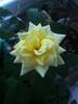 Creamy treasure rose photo