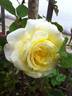 Creamy treasure rose photo