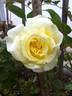Creamy treasure rose photo