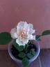 A pillow rose photo