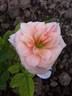A pillow rose photo