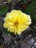 A pillow rose photo