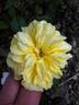 A pillow rose photo