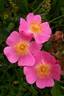Simon Robinson rose photo