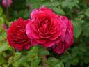 Play The Blues rose photo
