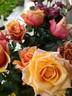 El Paso™ Love Forever® rose photo