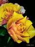 El Paso™ Love Forever® rose photo