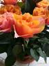 El Paso™ Love Forever® rose photo