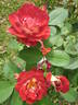 Aline Mayrisch Rose rose photo
