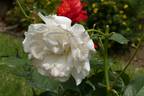 White Masterpiece rose photo