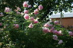 Windflower rose photo