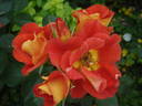 Bright and Breezy rose photo