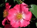 Chuckles rose photo