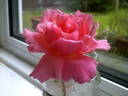 Fragrant Delight ® rose photo