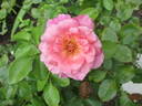 Smooth Lady rose photo