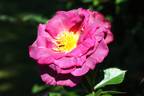Blauwe Stad rose photo