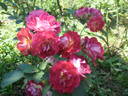 Aline Mayrisch Rose rose photo