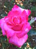Elizabeth Taylor rose photo