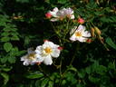 Queen of the Musk rose photo