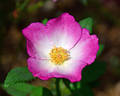 Tom Mayhew ™ rose photo