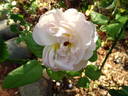 Admired Miranda ® rose photo