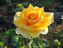 Golden Monica ® rose photo