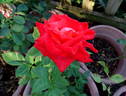 Lesotho Prince rose photo