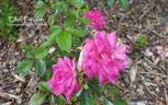 Ellen Poulsen rose photo