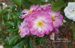 Ausonius rose photo