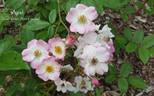 Apel rose photo