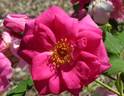 Frontenac rose photo