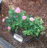 Kitty Hawk rose photo