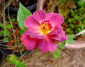 Beautiful Anne rose photo