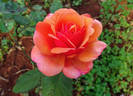 Home of Time rose photo