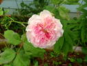Marquise Orsola Spinola rose photo