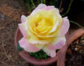 Mr. Chips rose photo