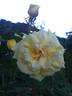 Anima rose photo