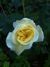 Anima rose photo