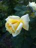 Anima rose photo