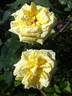 Anima rose photo